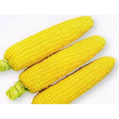 Семена кукурузы сахарной 1010 F1 (72 дней), кочан 25 см (2 500 нас.) Lark Seeds